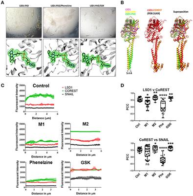 Lysine-Specific Histone Demethylase 1A Regulates Macrophage Polarization and Checkpoint Molecules in the Tumor Microenvironment of Triple-Negative Breast Cancer